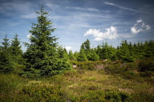 a christmas tree in the middle of a field at Penzion pod Šerákem in Ostružná