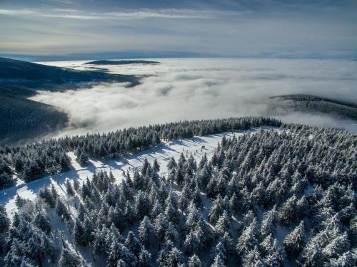 an aerial view of a forest of trees in the snow at Penzion pod Šerákem in Ostružná