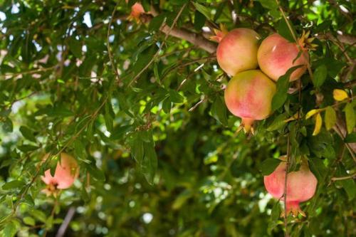 a group of apples hanging from a tree at Magnificent studio in Zichron yaakov sea view and garden in Zikhron Ya‘aqov