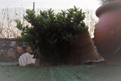 a plant in a pot sitting on the ground at Olympus Studios in Malia
