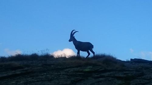 Άλλα ζώα σε αυτό το διαμέρισμα ή στη γύρω περιοχή