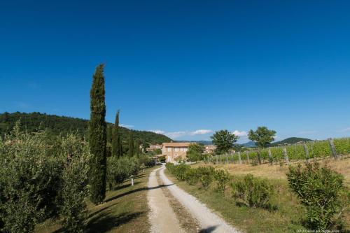 a road in the middle of a vineyard at Bio Agriturismo Poggio Aione in Saturnia