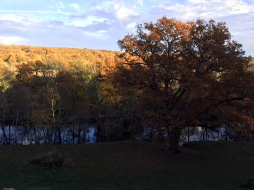 a tree in a field next to a river at Saint Victor La Grand' Maison in Ingrandes
