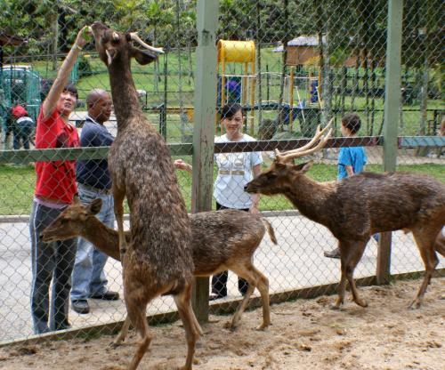 a group of deer standing next to a fence at Colmar Tropicale in Bukit Tinggi
