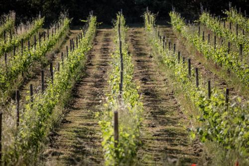 a row of grape vines in a field at Domaine Monte Verdi in Flayosc