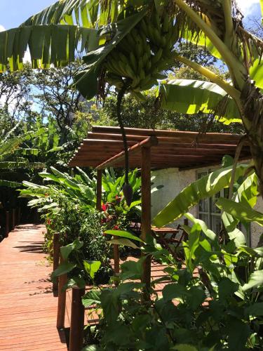 a bunch of bananas hanging from a tree at Dolphin Hotel in Fernando de Noronha