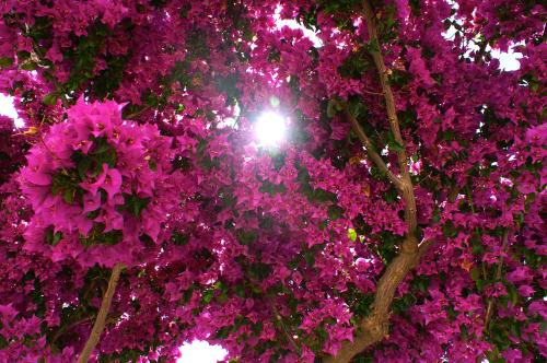 a tree covered in purple flowers with the sun in the background at Adonis Hotel Studios & Apartments in Naousa