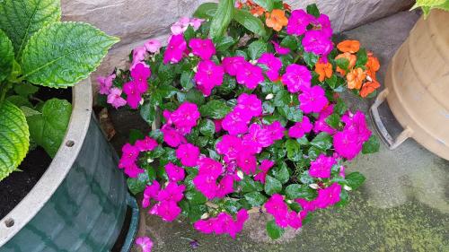 a pot filled with pink and orange flowers at Guesthouse Lidija in Sutivan