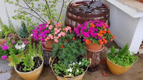 a group of potted flowers in pots next to a barrel at Guesthouse Lidija in Sutivan