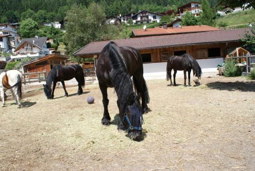 a group of horses eating hay in a field at Singerhof in Fulpmes