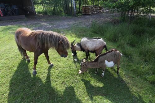 three goats and a horse standing in the grass at Agroturystyka Pod Pstrągiem in Lipnica