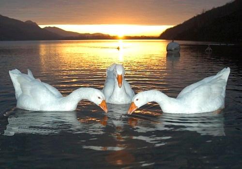 three white swans swimming in the water at sunset at Hotel Due Palme in Mergozzo
