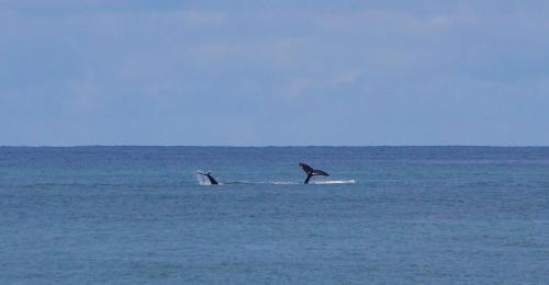 two dolphins in the ocean on the water at Vida Hermosa in Playa Hermosa