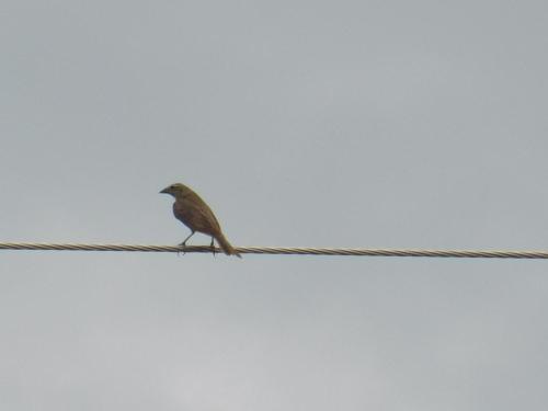 a bird is sitting on a wire at Casa Campo alojamiento campestre para descanso en Calarcá Quindío in Potosí