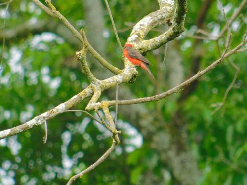a red bird sitting on a tree branch at Casa Campo alojamiento campestre para descanso en Calarcá Quindío in Potosí