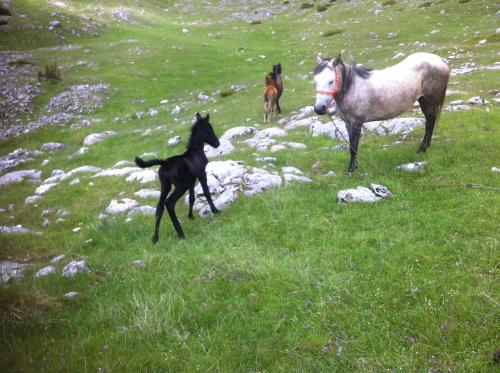 two horses and a baby horse standing in a field at Boskovica Brvnare in Žabljak