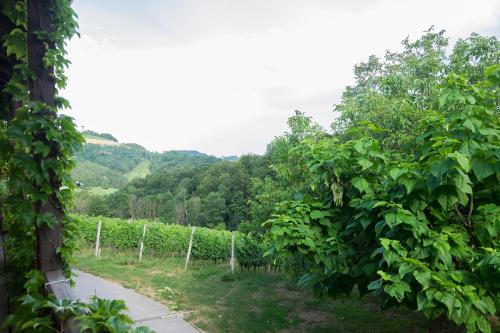 a path through a vineyard in the hills at Turistična kmetija Vrezner Apartment in Zgornja Kungota