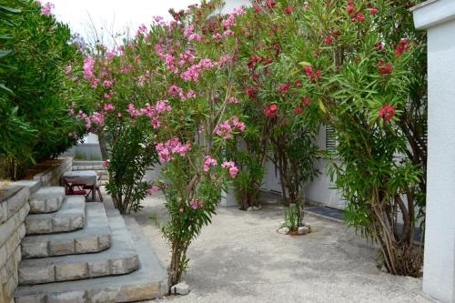 a row of trees with pink flowers in a garden at Apartments Alma in Pag