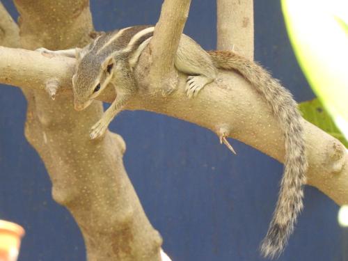 a squirrel is sitting on a tree branch at The Coral Tree Boutique Homestay in Agra