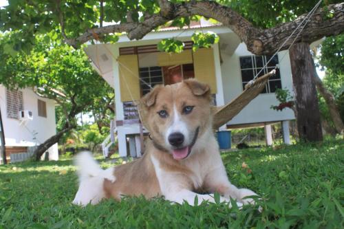 a dog laying in the grass in front of a house at YAMA APARTMENTS - Private Beachfront in General Luna