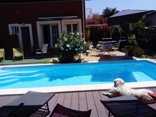 a swimming pool with a dog laying on the deck at Chambres d'Hôtes de la Grone in Argelès-sur-Mer
