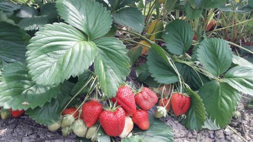 a bunch of strawberries growing on a plant at Ca' d'Alfieri in Bardi