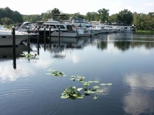 a group of boats in a marina with lily pads in the water at Big River Marina & Lodge in Astor