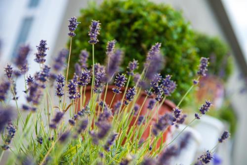 a bunch of purple flowers in front of a plant at Apartments Villa Monique in Rogoznica