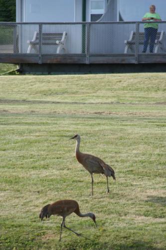 Gallery image of Ocean Shores Hotel in Homer
