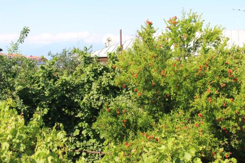 Ein Garten an der Unterkunft Holiday Home Ekaterine