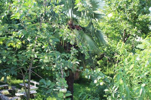 Ein Garten an der Unterkunft Holiday Home Ekaterine