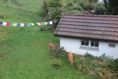 two deer standing in the grass next to a house at B&B Sigrid Braun-Budde in Bettingen