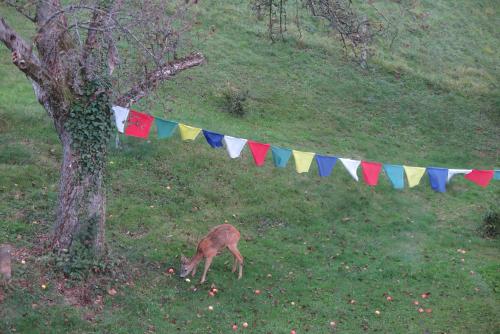 a dog grazing in a field next to a tree with flags at B&B Sigrid Braun-Budde in Bettingen