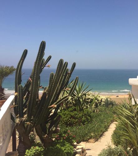 a cactus on the side of a beach with the ocean at Villa Jardin De l'Ocean in Aourir