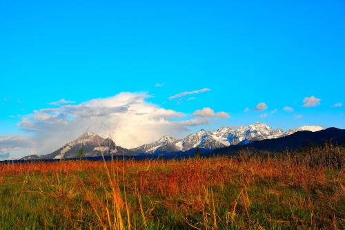 a view of a field with mountains in the background at Apartamenty Willa Anna in Poronin