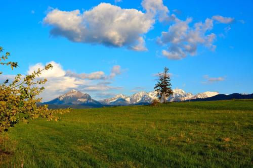 a green field with a tree and mountains in the background at Apartamenty Willa Anna in Poronin