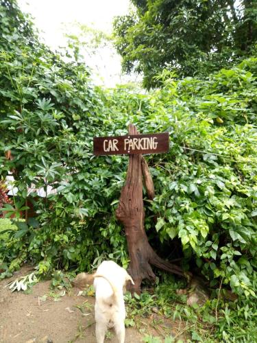 a white cat looking at a sign that says cat fighting at Cave Lodge in Pang Mapha