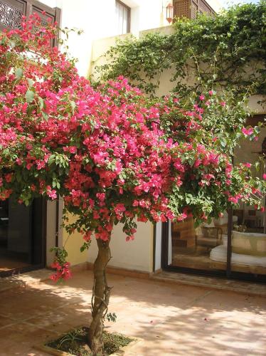 Un jardín fuera de Dar Al Manar