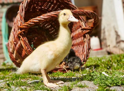 a small duck standing in front of a basket at Berghof in Zeulenroda