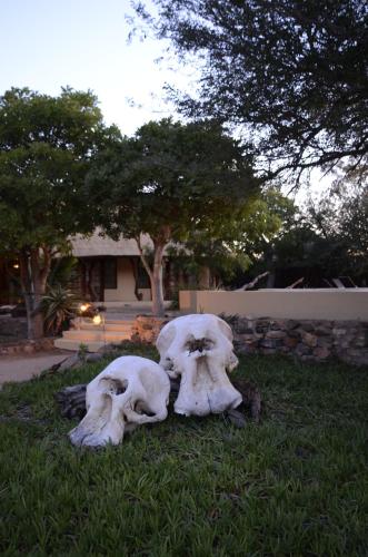 two skulls sitting in the grass in a yard at Kambaku Safari Lodge in Timbavati Game Reserve