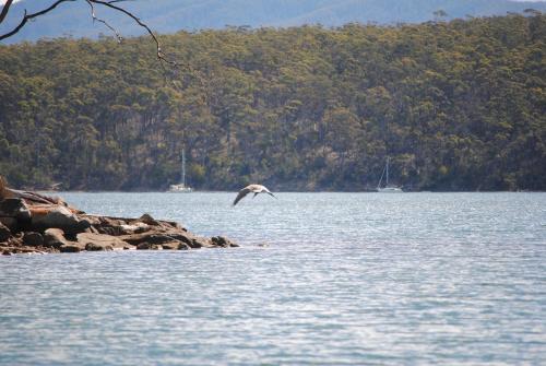a bird flying over a body of water at A Slice of Paradise in Barnes Bay