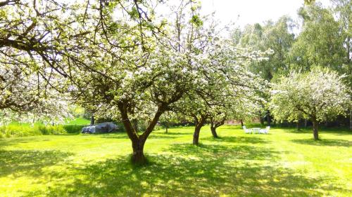 a tree with white flowers in a field with cows at Minnesberg Bed & Breakfast in Trelleborg