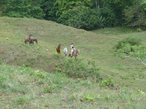 ロッジの敷地内または近くにいる動物