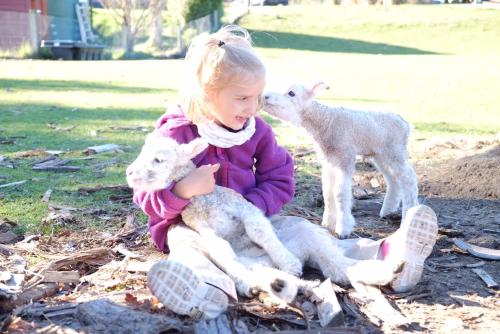 a little girl sitting on the ground with two baby lamb at Kepler Oaks Chalet in Te Anau
