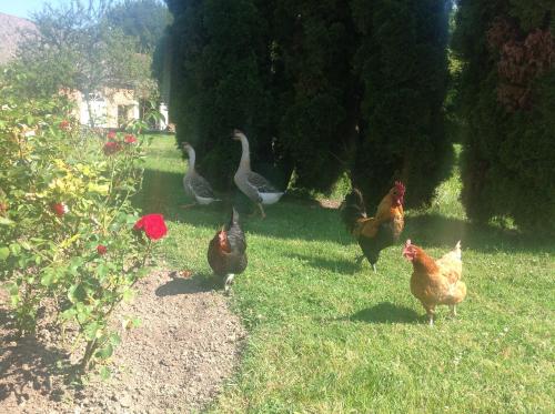 a group of chickens standing in the grass at Le Rucher in Bois-Normand-près-Lyre