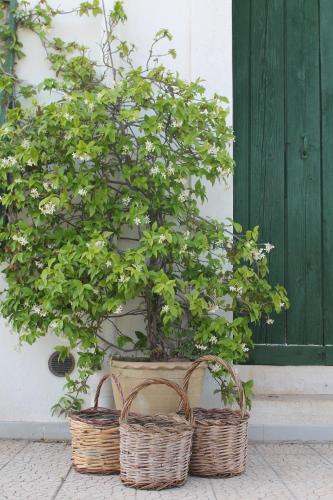 B&B Masseria Cappotto – Photos 3