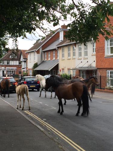 a group of horses walking down a street at Brockenhurst Apartments in Brockenhurst