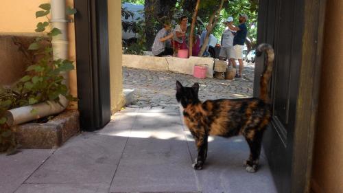 a cat is standing outside of a doorway at Elaia Hotel in Bergama