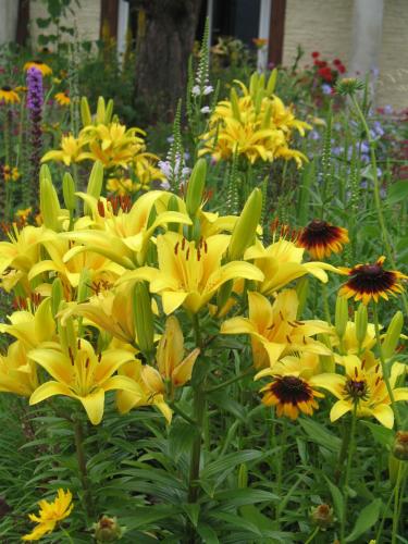 a bunch of yellow flowers in a garden at Willa Pod Aniołem - Pokoje Gościnne & Apartamenty z widokiem na góry in Szczyrk