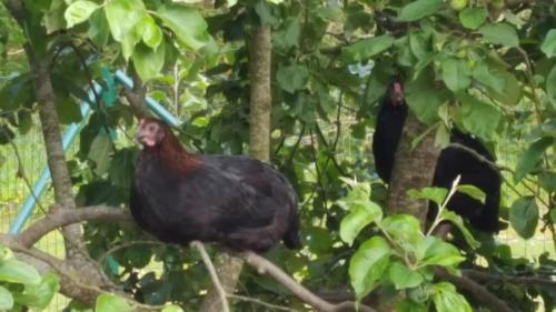 two black birds are standing in a tree at Männi Summerhouse in Kassari